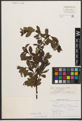 Foto von Salix waldsteiniana Willd.